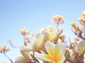 Close-up of yellow flowers blooming against sky