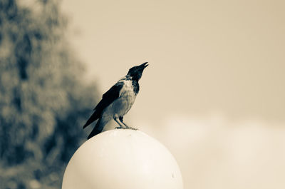 Low angle view of crow perching on lamp post against sky