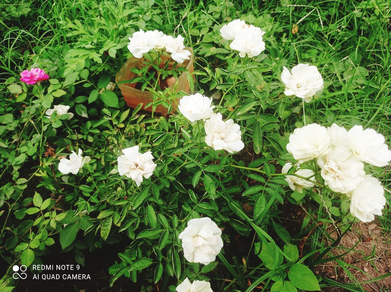 plant, flowering plant, flower, beauty in nature, freshness, growth, nature, fragility, white, rose, high angle view, no people, petal, green, day, garden roses, flower head, burnet rose, inflorescence, close-up, plant part, land, leaf, grass, outdoors, field