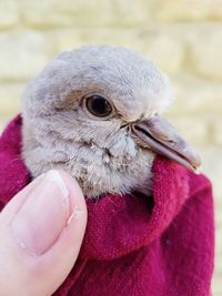 Close-up of hand holding bird