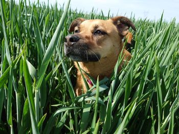 Close-up of dog on grass