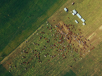 Aerial view of cows standing on pasture at farm