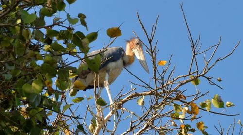 Low angle view of bird perching on tree