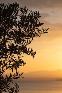 Olive tree silhouetted against golden sunset sky in greece
