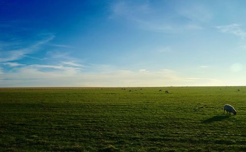 Scenic view of grassy field against sky