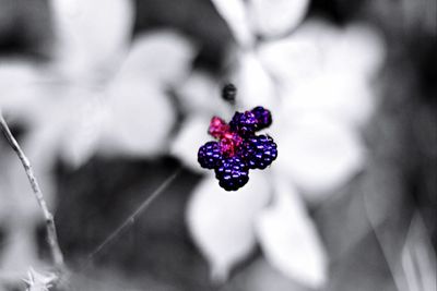 Close-up of flowers against blurred background