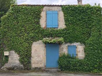 Ivy growing on wall of building