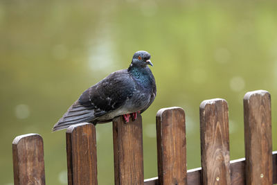 Bird perching on wooden post