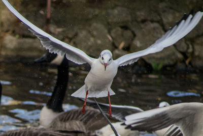 Close-up of seagull with wings spread