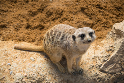 Portrait of sheep on rock