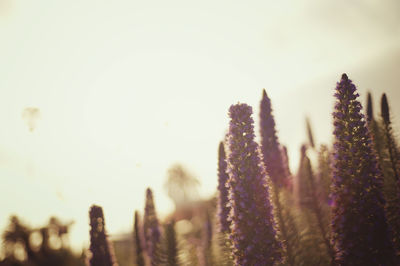 Close-up of flowers growing on field against sky