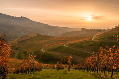 Scenic view of wine agricultural field against sky during golden sunset in mountains 