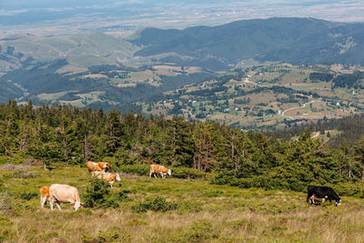 View of sheep on landscape