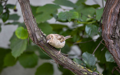 Close-up of bird perching on branch