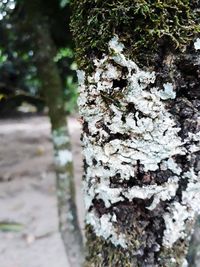 Close-up of ant on tree trunk