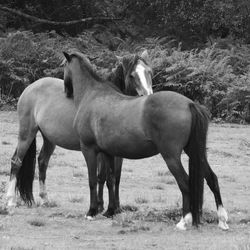 Horse standing on field