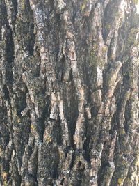 Full frame shot of tree trunk