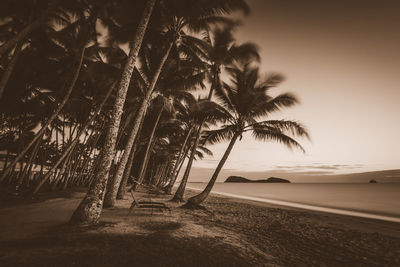 Palm trees on beach