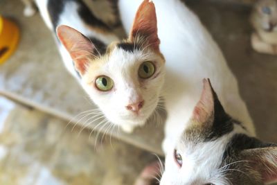 Close-up portrait of a cat