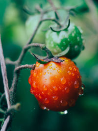 Close-up of tomato growing on tree