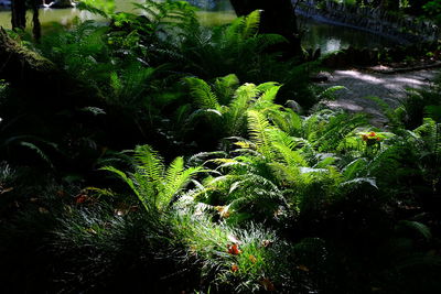 High angle view of fern amidst trees in forest