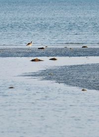 Seagulls perching on a sea