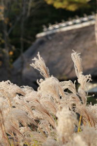 Close-up of cactus growing on field