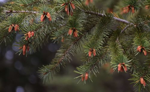 Close-up of pine tree