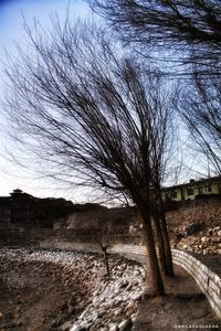 Bare tree by river against sky