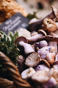 Close-up of mushrooms