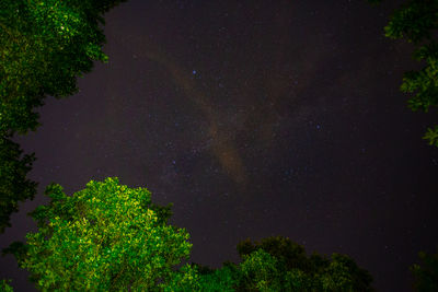 High angle view of trees in forest