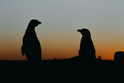 Magellanic penguin in patagonia.