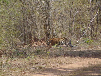 View of a cat on field