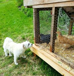 Close-up of white horse on grassy field