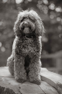 Close-up of dog sitting outdoors