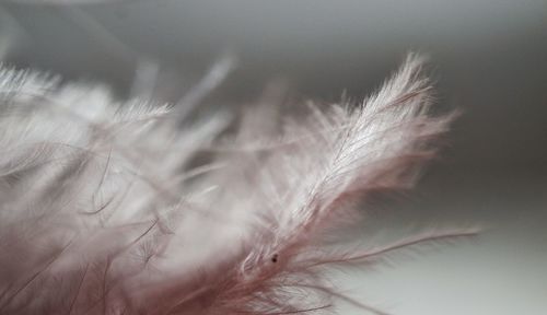 Close-up of feather on plant