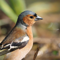 Close-up of bird perching