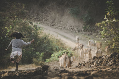 Rear view of woman running towards cows on road