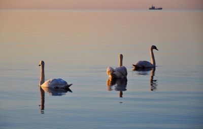 Swans swimming in sea