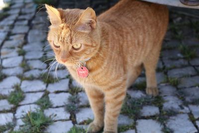 Cat looking away while standing on cobbled street