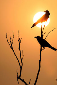 Silhouette bird on branch against orange sky