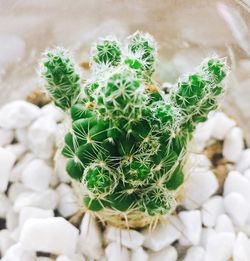 High angle view of prickly pear cactus