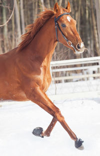 Horse running on snow covered land 