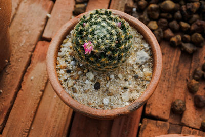 High angle view of potted cactus on rock