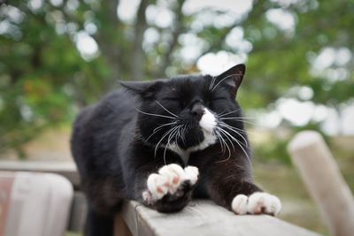 Close-up of cat relaxing outdoors