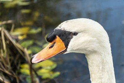 Close-up of swan in lake