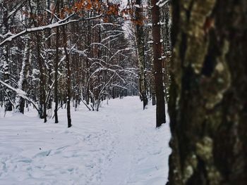 Bare trees on snow covered land