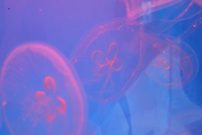 Close-up of jellyfish swimming in aquarium