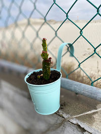 Close-up of potted plant