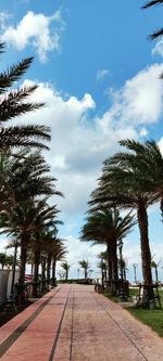 Road by palm trees against sky in city